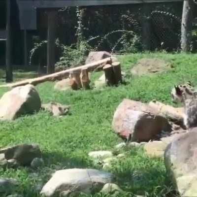 Snow leopard mom pretending to be scared when her cub sneaks up on her to encourage them to keep practicing their stalking skills