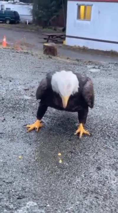 Close encounter with a bald eagle : r/aww