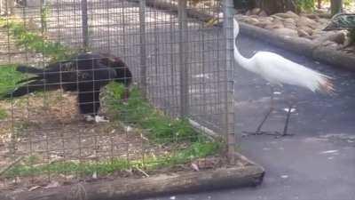 Zoo eagle uses food as bait to capture Crane. &quot;You know what? try it, see what happens&quot;