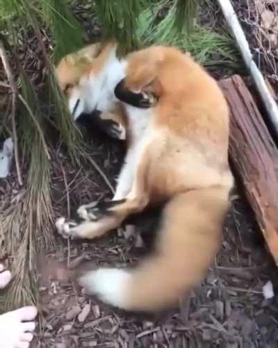 Such a good fox!