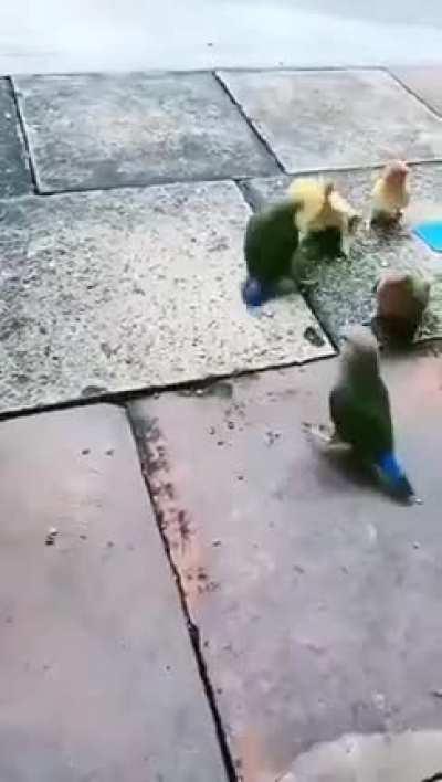 Parrots play basketball with each other