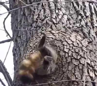 Raccoon had too much dinner then got stuck at the entrance of a tree hollow