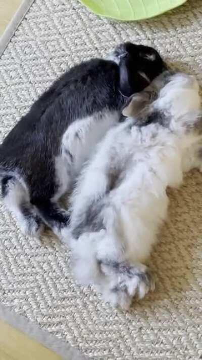 Our two bunnies love sleeping like this