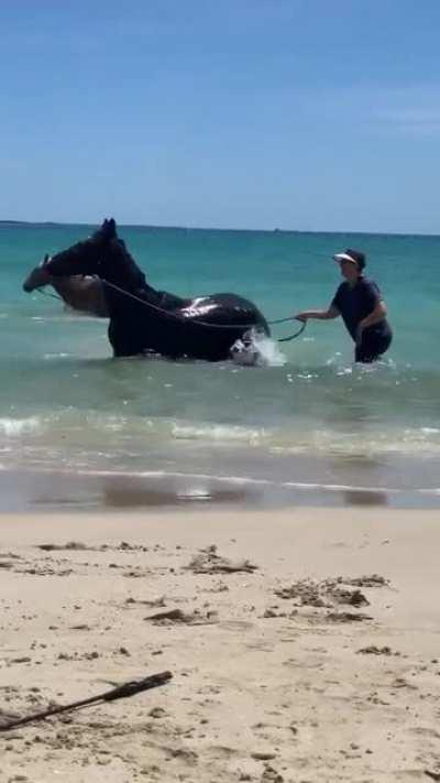 My Seahorse...Have never seen another horse do this. She loves the water..