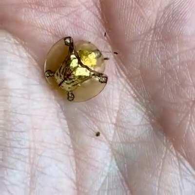 This little fella is called a Golden Tortoise beetle