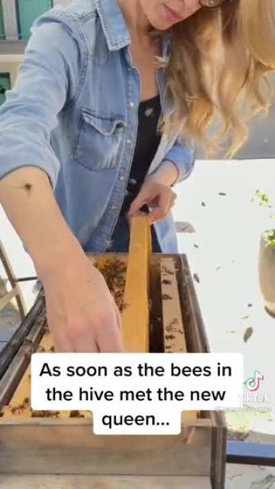 This professional beekeeper saves a colony of bees and gives them a new queen bee