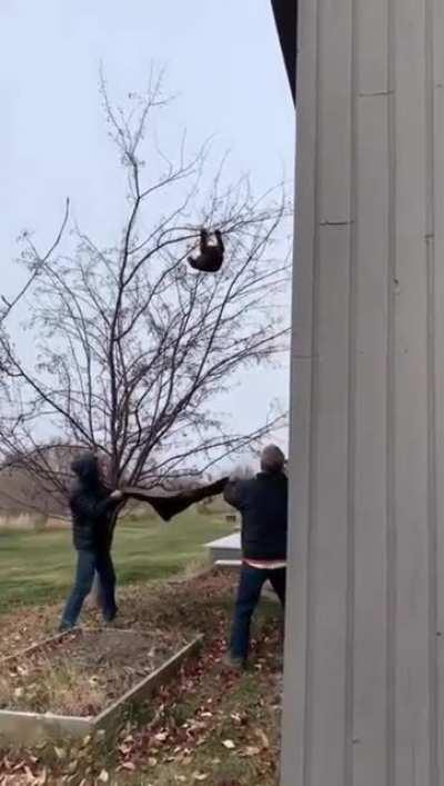 Saving a Bear Falling from a Tree