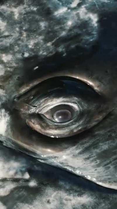 🔥 Looking into the eye of Gray whale 🔥