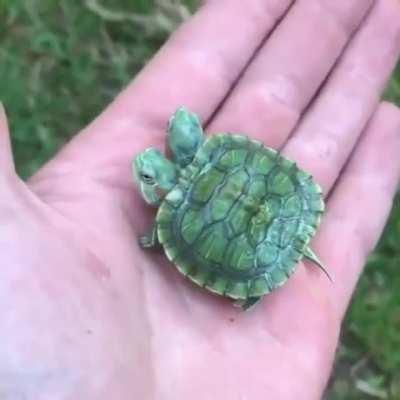 Turtle with two heads : Damnthatsinteresting