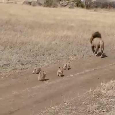 lion vs baby lion.