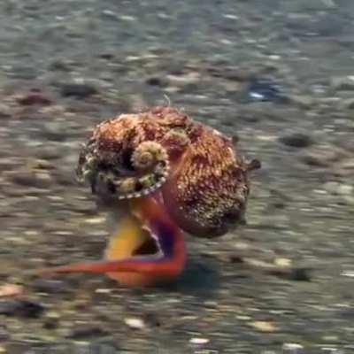 An octopus “walking”