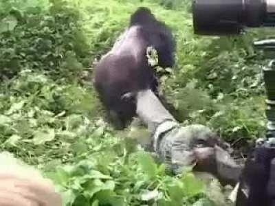 A calm reminder from this Gorilla that he could easily take your life.