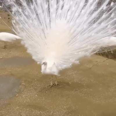 White peacock spreads its beautiful feathers