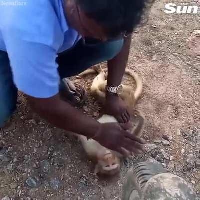 Taxi driver brings a monkey back to life with CPR.