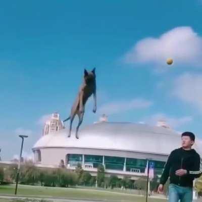 Dog's jumping skills