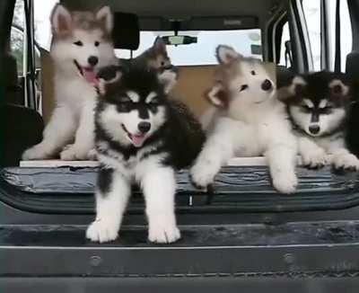 Cutest puppy head tilts ❤️