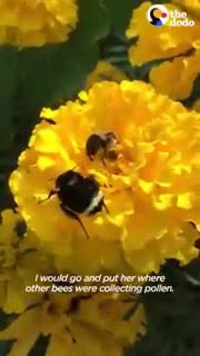 Couple fell in love with a wingless bumblebee