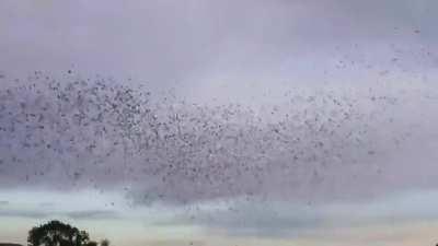 A million racing pigeons released in Portugal. Details in comments.