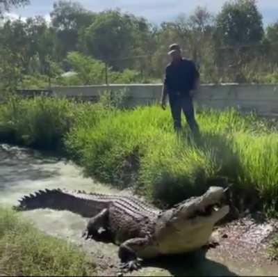 Man feeds truly ginormous crocodile like a boss