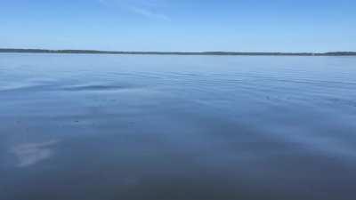 Dolphins in Goose Creek Bay near St. Marks, FL