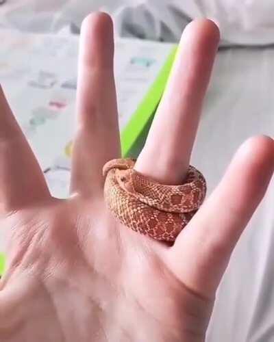 An adorable little hognose doing their best to become a ring