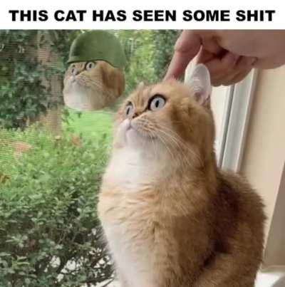 PTSD Cat