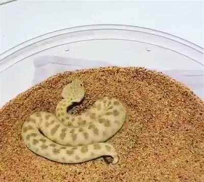 🔥 How a saharan sand viper moves