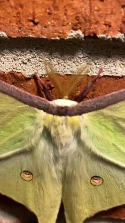 Close up video of this Beautiful Luna Moth