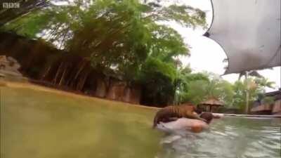 Baby tiger afraid of first swim. His human friend helps him.