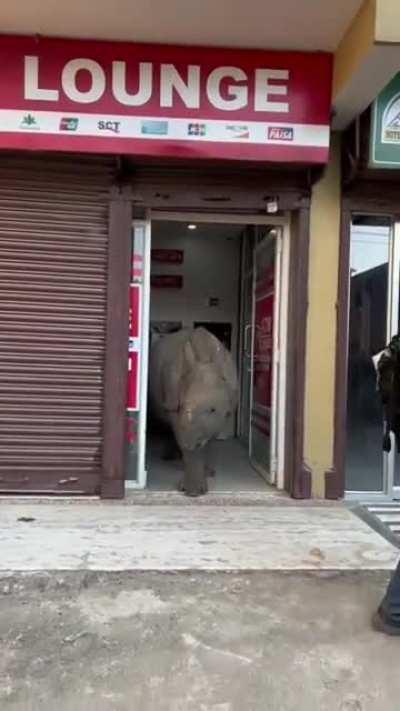 Rhino in an ATM in Nepal