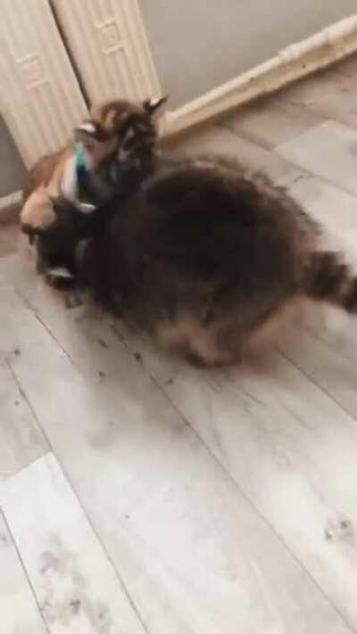 raccoon vs tiger