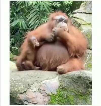 Sunglasses accidentally dropped into a zoo orangutan enclosure [From r/aww]