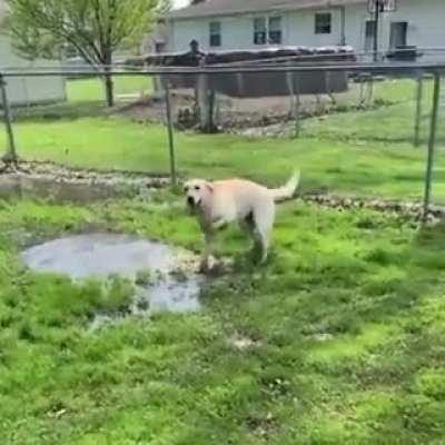 Dog splashing in water