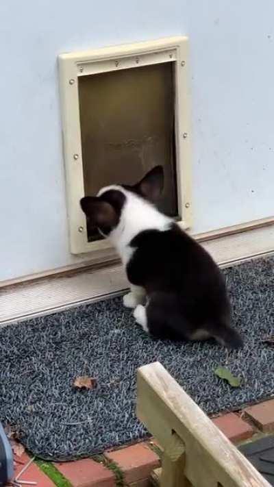 My 9 week old corgi puppy just figured out how to use the dog door