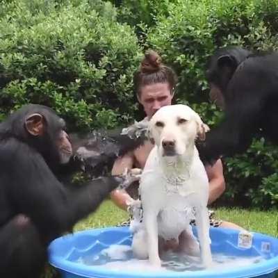 Three person teamwork to clean the good boy