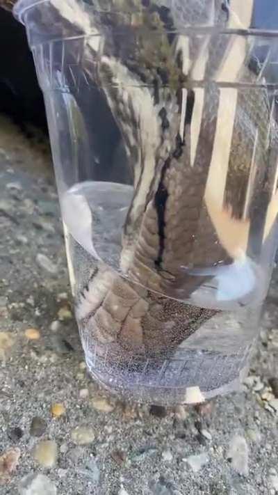 How a snake drinks water