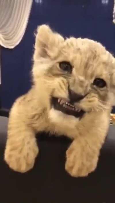 Squeaky lion cub attempting a roar.