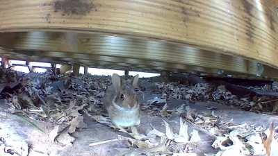 Moved into our first house and apparently inherited a family of rabbits