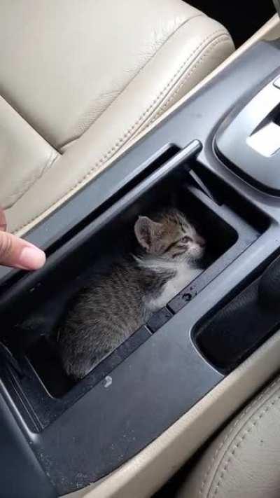 Criminal caught stowing away in a cupholder!