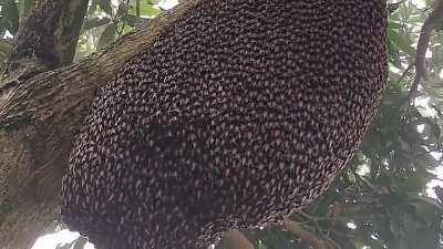 Honeybees doing a Defense Wave