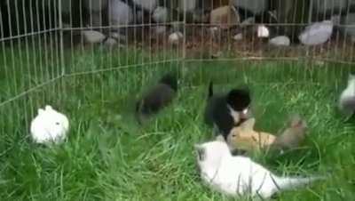 Kittens imitating rabbits!