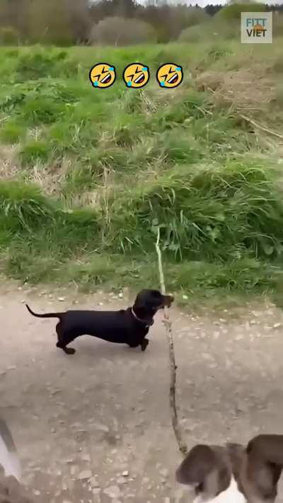 Proud doggy passing greyhounds with stick 