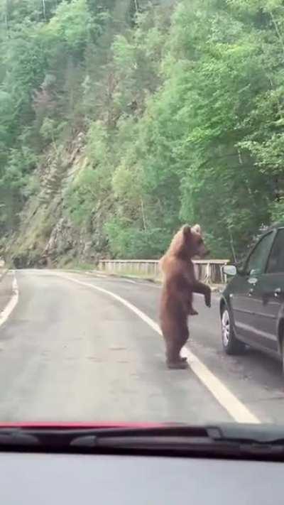 Baby bear asking for directions