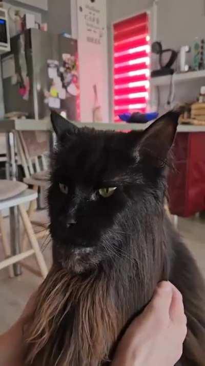 This Giant Mained Coon Cat looks like an elegant distinguished gentleman