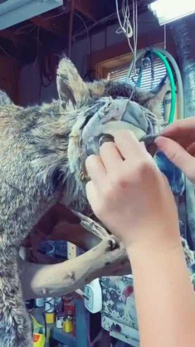 Bobcat Taxidermy