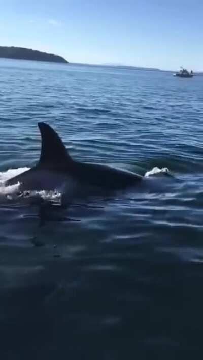 🔥 Seal jumps on boat to get away from Killer whales.