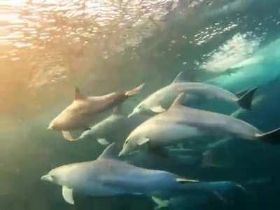 Dolphins riding a wave under a rainbow