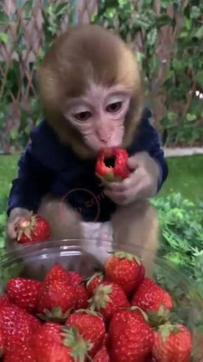 Cute monkey eating strawberries 🥰