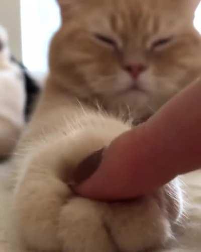 Kitty soft paws are oddly satisfying