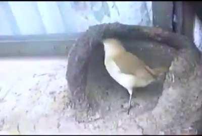 🔥 Ovenbird building a clay nest